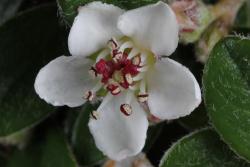 Cotoneaster integrifolius: Flower.
 Image: D. Glenny © Landcare Research 2017 CC BY 3.0 NZ